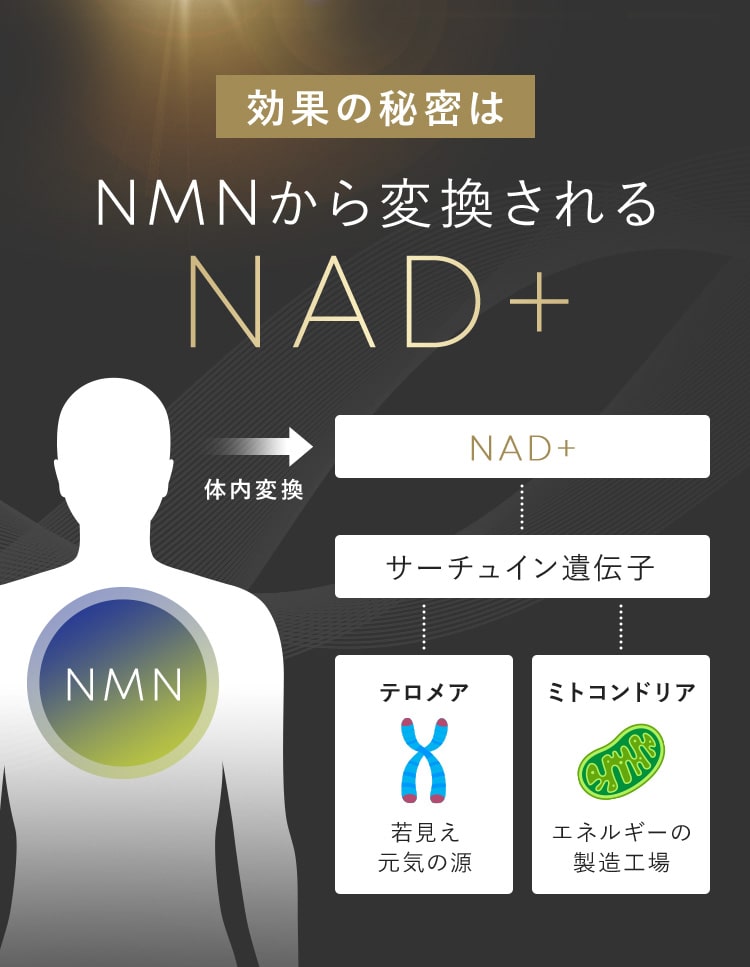 効果の秘密はNMNから変換されるNAD＋